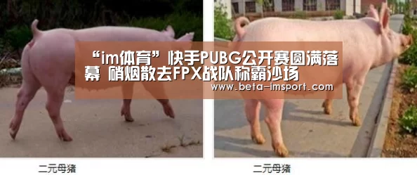 im体育下载